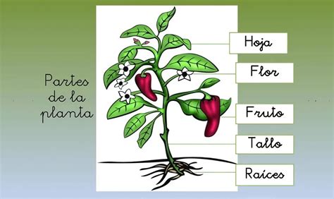 Las Plantas El Tallo 🌱 El Tallo Tipos