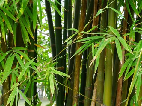 How To Grow And Care For Bamboo In The Garden