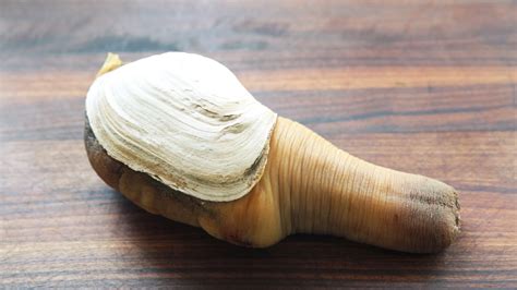 Geoduck Clams For Sale Buy Live Geoduck Clam Frozen Clams Live Clams Product On Alibaba