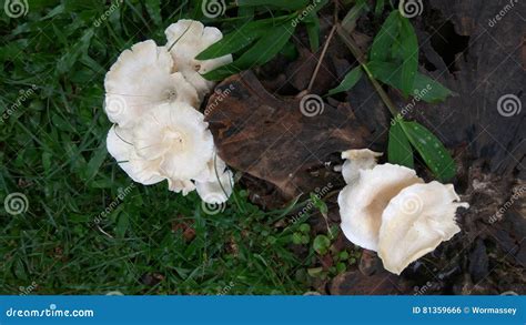 White Mushroom Growing On Tree Stump Stock Photo Image Of White