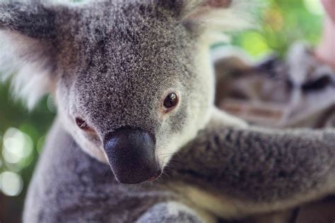 Baby Koala Wallpapers Wallpaper Cave