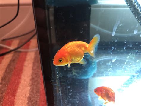 He often poops in his underpants and just walks around in it until i notice and clean it up. Masala keeps pooping stringy poops. : Goldfish