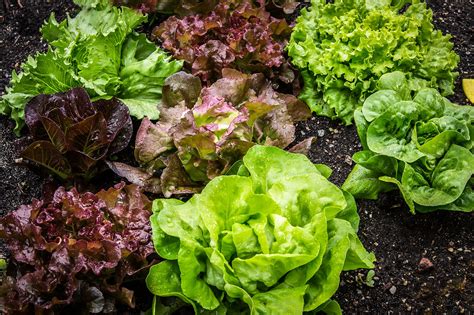 15 Of The Best Lettuce Varieties To Grow For Backyard Gardeners Garden And Happy