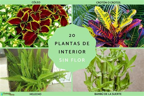 Arriba 85 Imagen Plantas De Interior Sin Flor Nombres