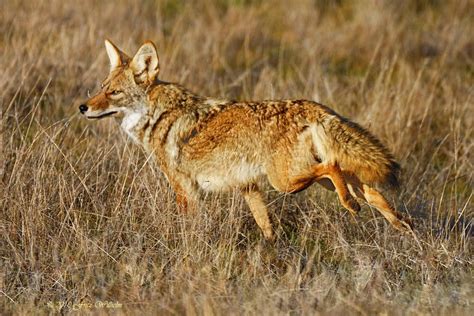 Coyote Texas Coyote Predator Hunting Coyote Hunting Pheasant