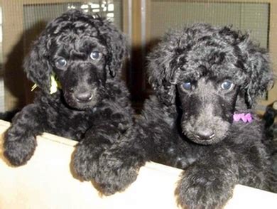 Solid blacks and creams, both males and females available. POODLE FAMILY ALBUM (2)