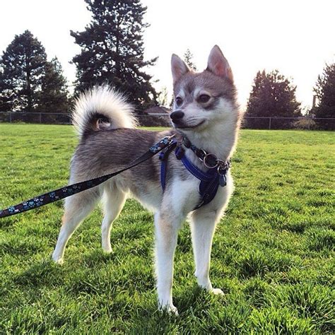 Post free classifieds for pets sale and adoption in india. Pros and Cons of the Alaskan Klee Kai - Alaskan Klee Kai ...