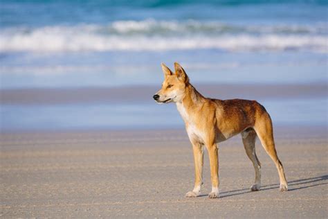 Australian Dingo Is A Unique Australian Species In Its Own Right