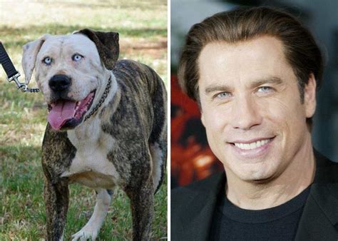 23 Dogs With Celebrity Lookalikes Playful Dogs