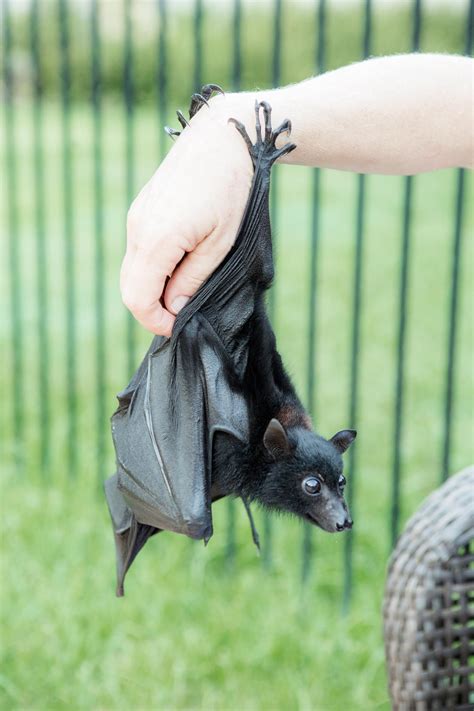 Australian Black Flying Fox Are They The Biggest Bats Longest Wing