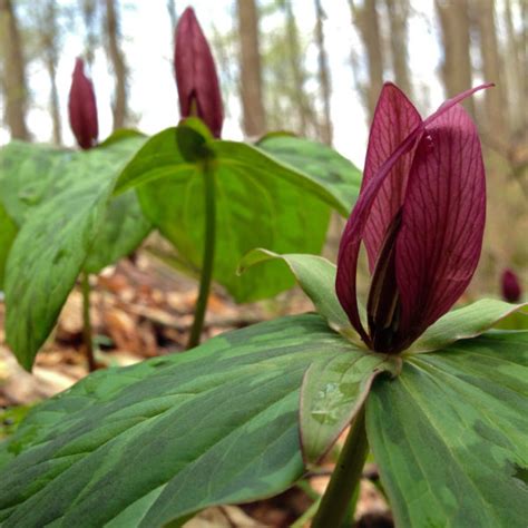 Trillium Sessile Red Toad Keystone Wildflowers In 2022 Plants