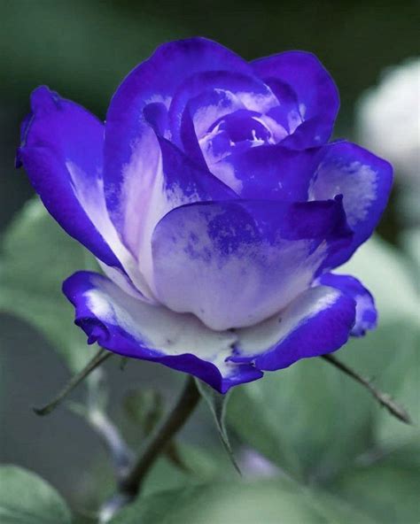Ghim Của Kings Paul Trên The Most Beautiful Purple Rose Hoa đẹp