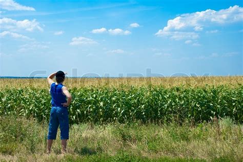 Man Looking At The Corn Field Stock Image Colourbox