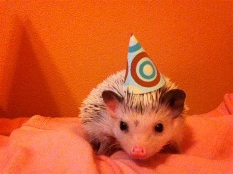 Awhh Cute Little Hedgehog In A Party Hat Cute Animals Animal Stories