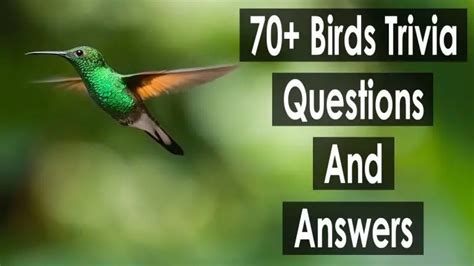 90 Birds Trivia Questions And Answers 2024