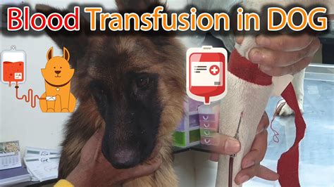Blood Transfusion Procedure In Dogs Animals German Shepherd How