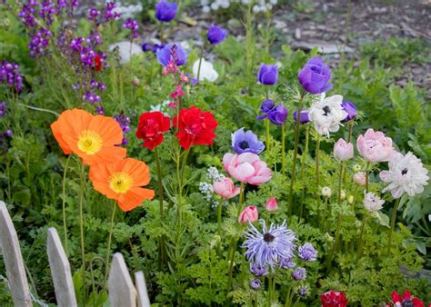 Iceland Poppies Wildflower Yard