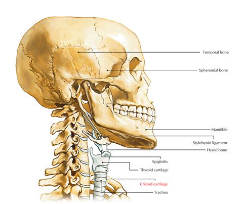 Cartilage Anatomy