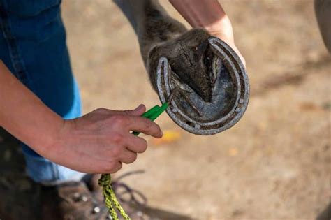 Five Things Your Farrier Thinks But Doesnt Say Horse And Rider