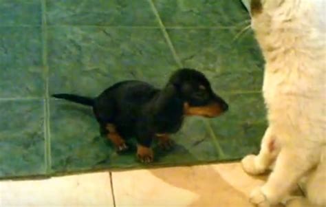 Patient Cat Vs Dachshund Puppy