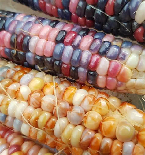 I Grew Gem Glass Corn Was Not Disappointed Rgardening