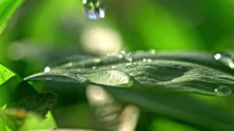 59200 Water Drop Leaf Stock Videos Istock