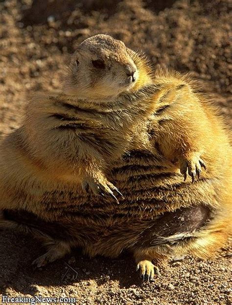 30 Funny Examples Of Fat Animals
