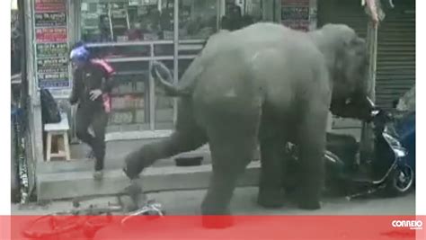 Imagens Mostram O Momento Em Que Elefante Invade Loja Na Ndia E Fere