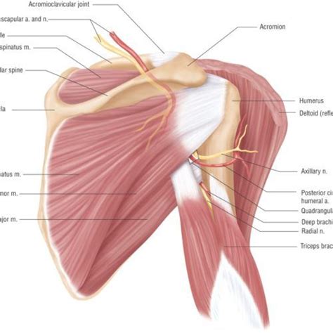 Shoulder Blade Anatomy Diagram Shoulder Blade Muscle Anatomy Body Images And Photos Finder