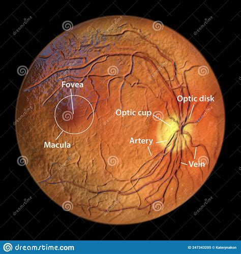 Normal Eye Retina 3d Illustration Stock Illustration Illustration Of