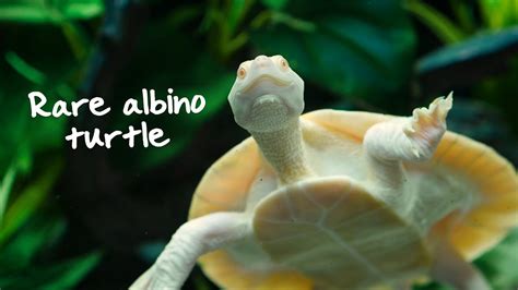 Rare Albino Turtle Youtube