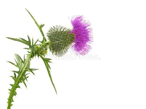 Blooming Thistle Isolated On White Stock Image Image Of Nutans