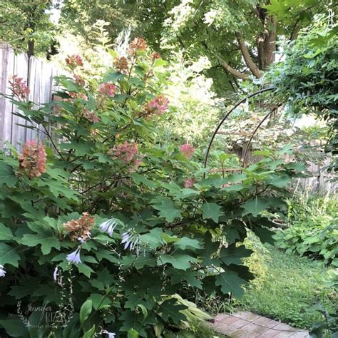 Check spelling or type a new query. Plant an Oakleaf Hydrangea in a Shade Garden - Jennifer Rizzo