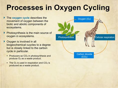 Biogeochemical Cycles Integrated Science 11