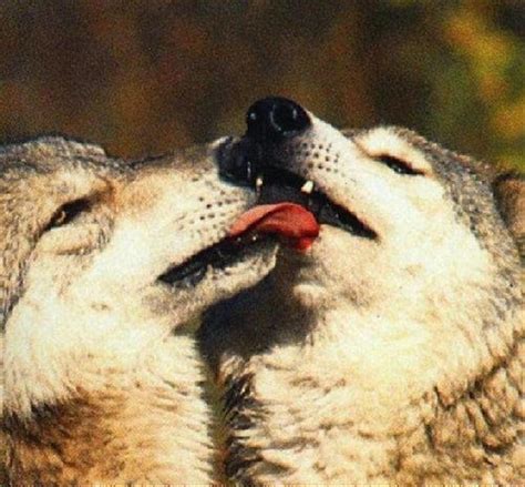 Wolves Are Getting Some Wet Lovin 20 Photos Of Wolf Kisses Animals