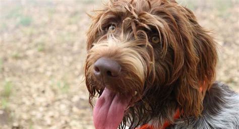 Wire Haired Dogs Pros And Cons Of These Beautiful Breeds