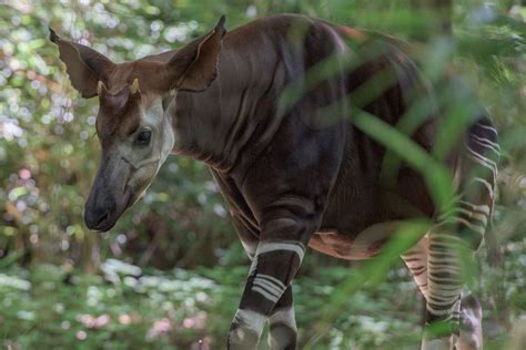 Extraordinary Facts About The Elusive Okapi Hot Sex Picture