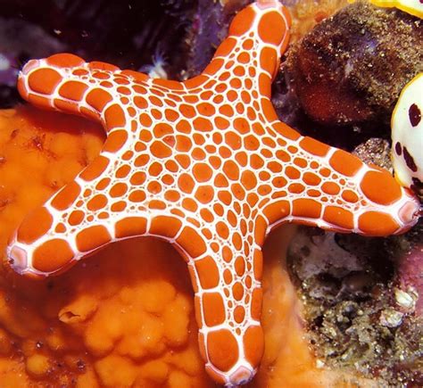 Pin By Sharon Frees On Tangerine Dream Sea Animals Starfish