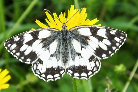 Goodinfo Black And White Butterfly Species