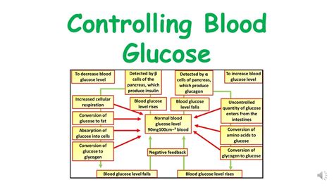 GCSE Biology Control Of Blood Glucose Video Practice Exam Question YouTube