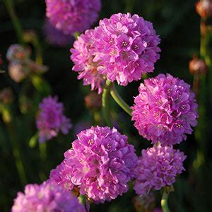 Not all perennial flowers bloom for short periods such as from spring to summer or summer to fall. Armeria Bloom Time: Mid-Spring, Late Spring Light: Full ...