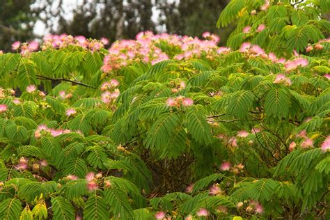 Mimosa Tree Monrovia Mimosa Tree Mimosa Tree Plants Monrovia Plants