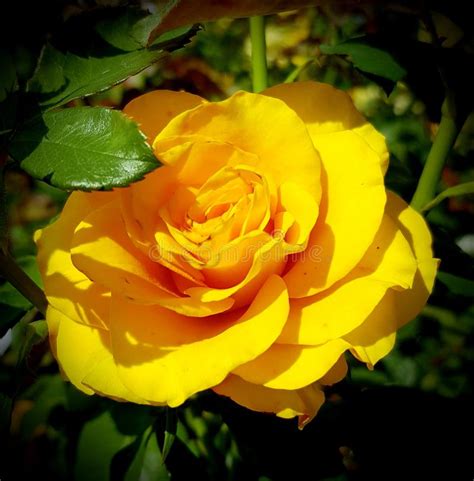 Yellow Rose Stock Photo Image Of Yellow Garden Flower 142997832