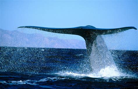 Blue Whale Balaenoptera Musculus License Image 70136989 Lookphotos