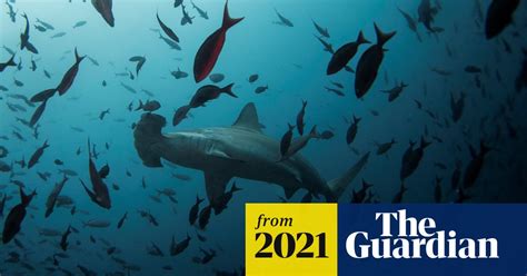 Global Shark And Ray Population Crashed More Than 70 In Past 50 Years