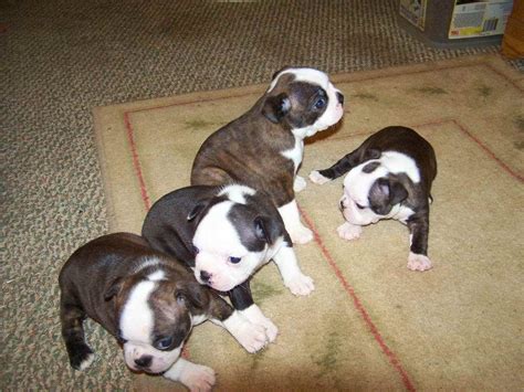Boxer puppies for sale boxer dogs boxers dogs and puppies newfoundland puppies best pal this boxer puppy is super playful and social as can be! Pit Bull Puppies For Sale Massachusetts