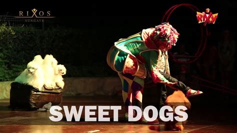 Sweet Dog Youtube