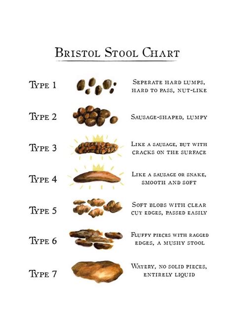 Bristol Stool Chart Digital Download Etsy Poo Chart Bristol Stool Chart Wild Food Foraging