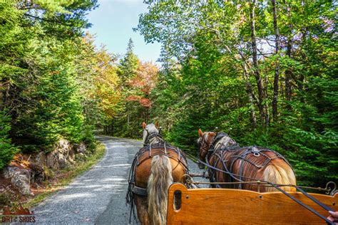 Carriage Ride Acadia National Park Dirt In My Shoes ⋆ Dirt In My