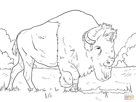 Mammals Buffalo European Bison Coloring Pages Ojuselementary
